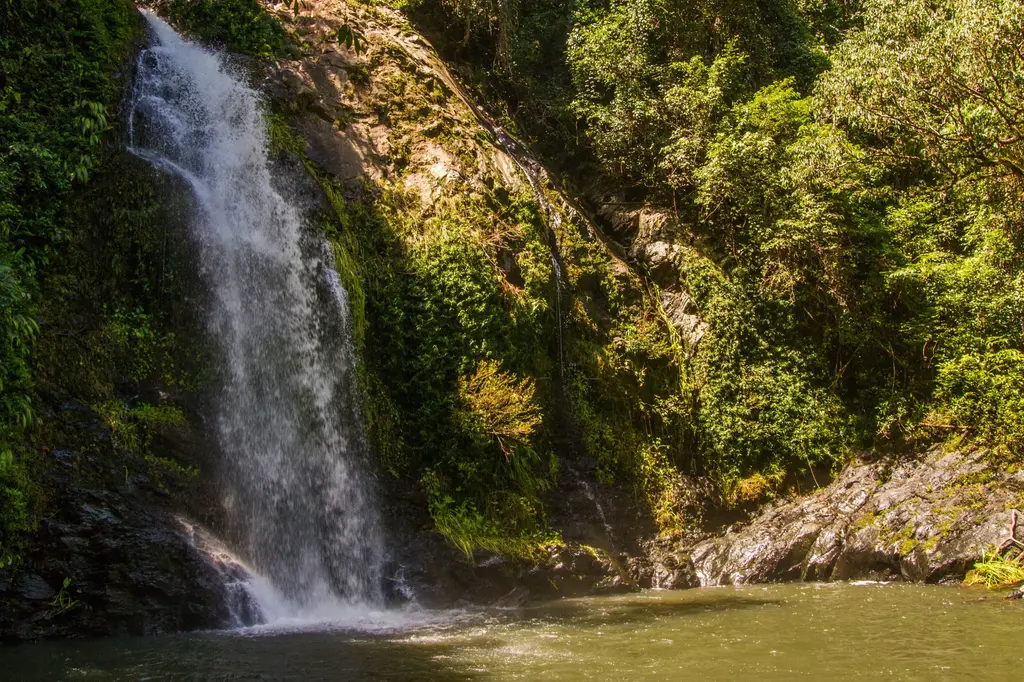 Daintree Ecolodge image 8