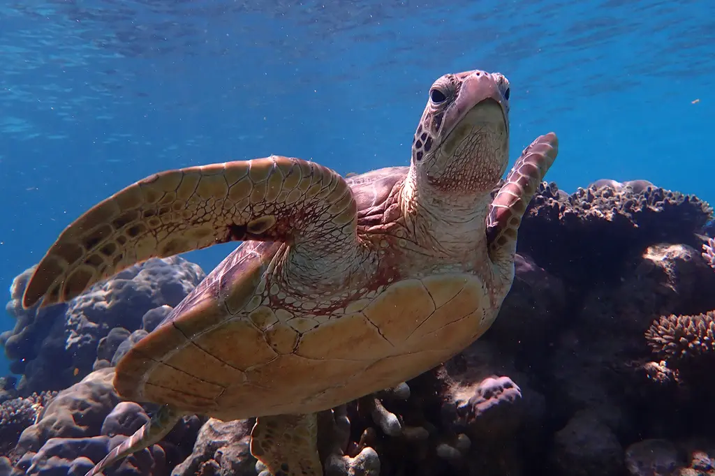 mist at Cape Tribulation image 8