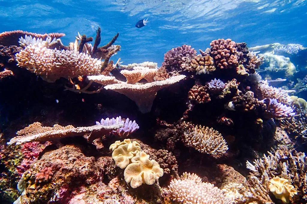 Pool Resort Port Douglas image 14