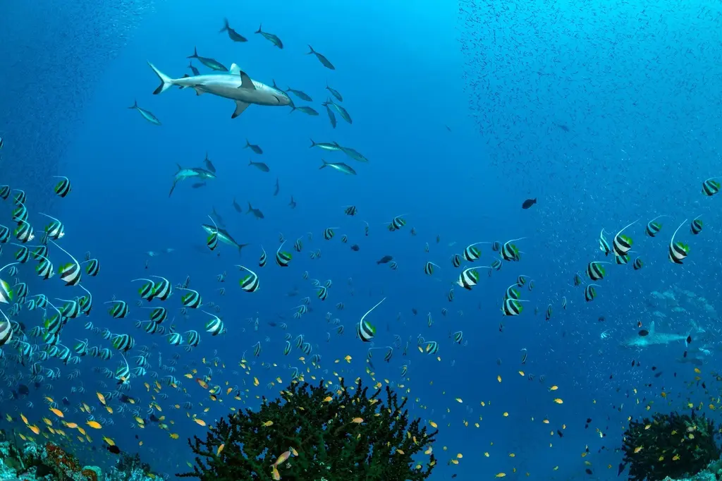 Dhigufaru Island Resort image 16