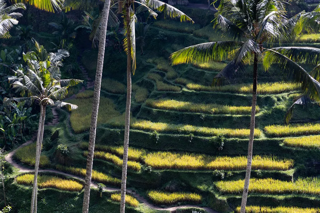 Anantara Ubud Bali Resort image 15
