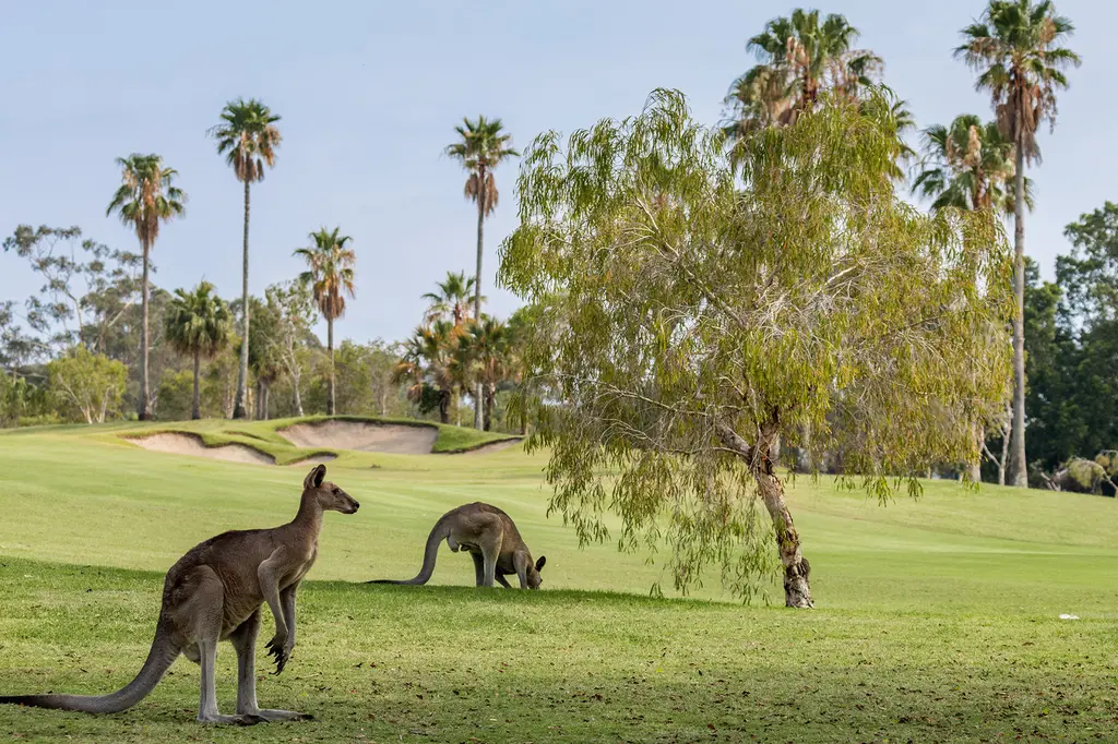 InterContinental Sanctuary Cove Resort by IHG image 11