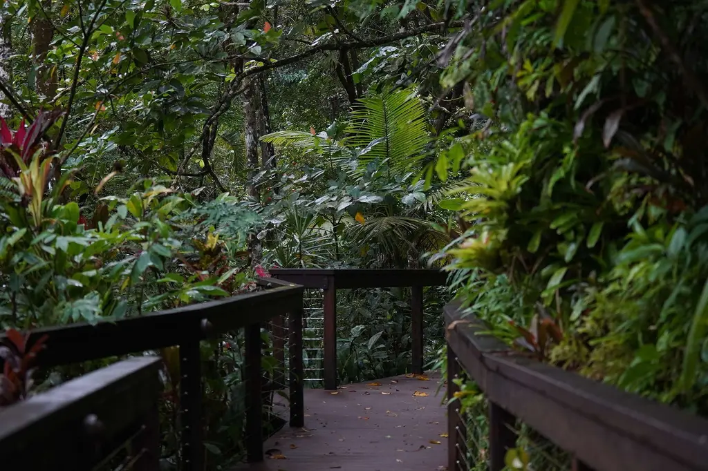 Daintree Ecolodge image 14
