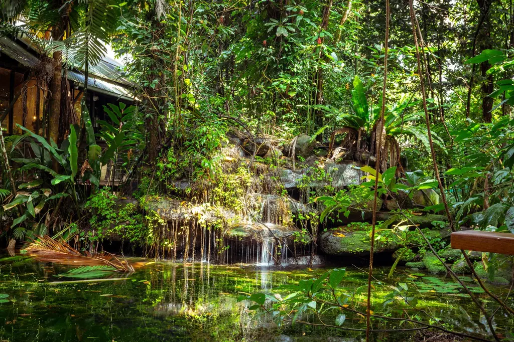 Daintree Ecolodge image 11